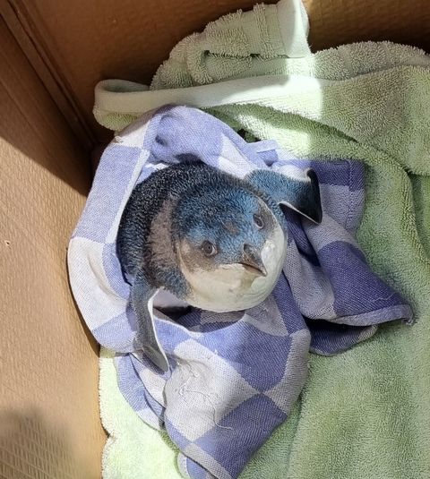 视频| 不速之客入侵纽西兰机场跑道 “落网照”萌翻