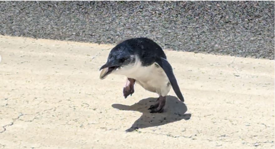 视频| 不速之客入侵纽西兰机场跑道 “落网照”萌翻