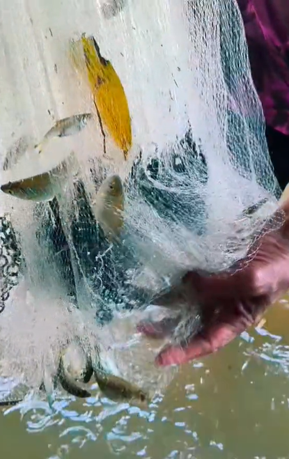 视频 | 水灾期间苦中作乐 丹州男：屋外捕鱼赚钱