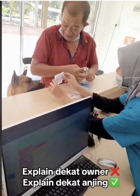 视频|兽医诊所护士交代狗狗用药 “动物跟人一样也会紧张”