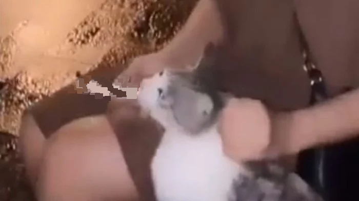 逼猫吸烟涉虐待动物 少女认错:只是开个玩笑