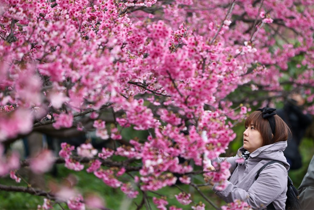 阳明山春节樱花盛开 百花齐放人潮挤爆
