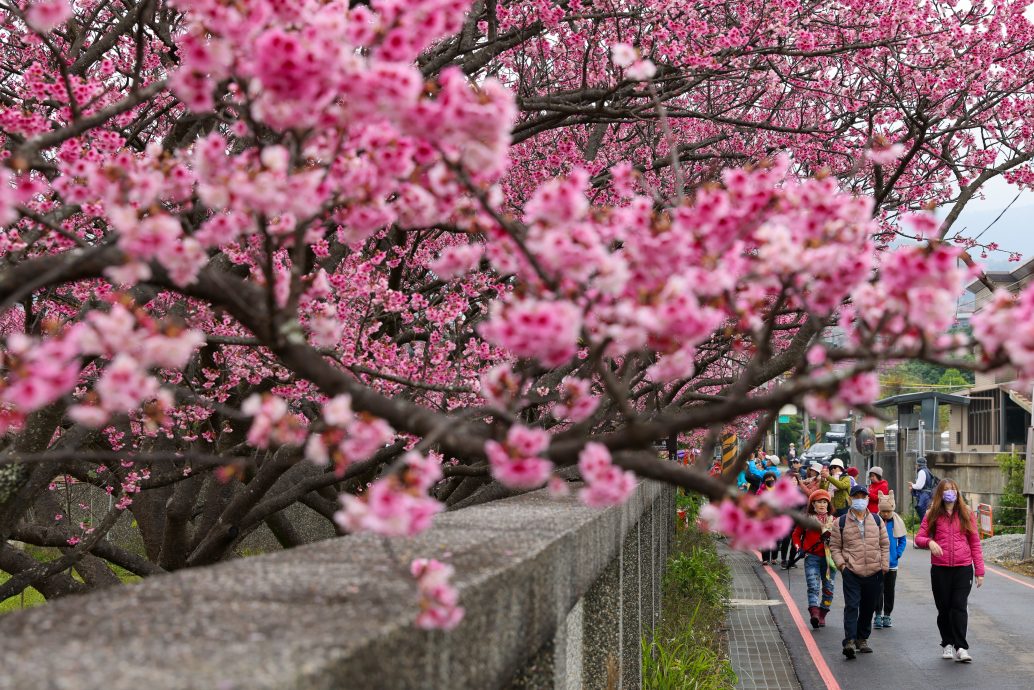 阳明山春节樱花盛开 百花齐放人潮挤爆