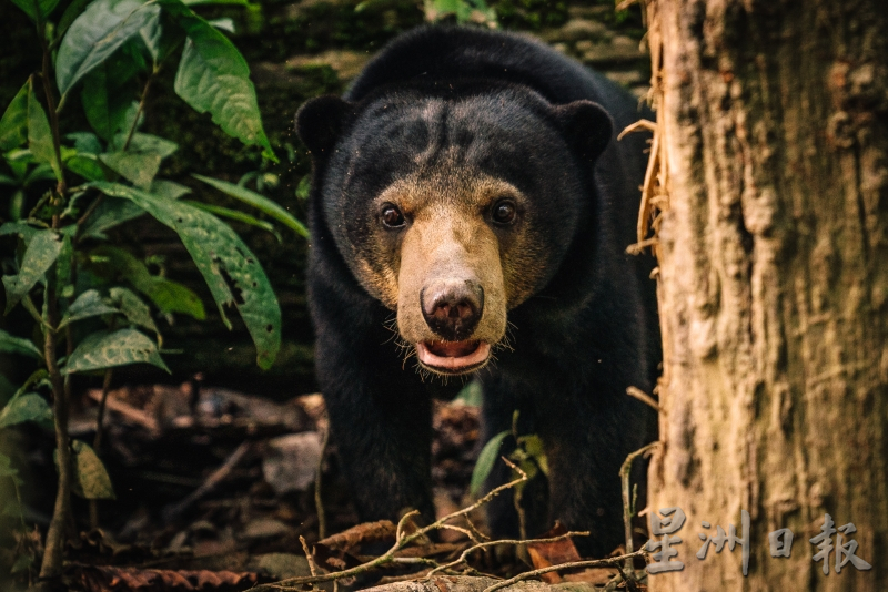 霹:26日见报/封底主文/柏隆皇家森林秘境探幽─完结篇︱保护老虎你我有责