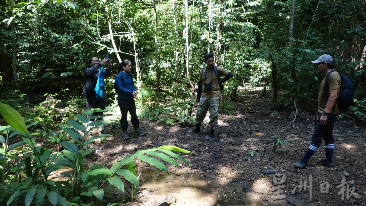 霹:26日见报/封底主文/柏隆皇家森林秘境探幽─完结篇︱保护老虎你我有责