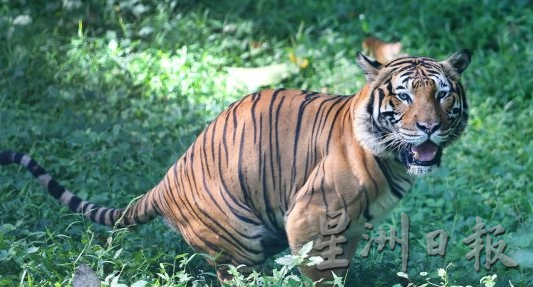 霹:26日见报/封底主文/柏隆皇家森林秘境探幽─完结篇︱保护老虎你我有责