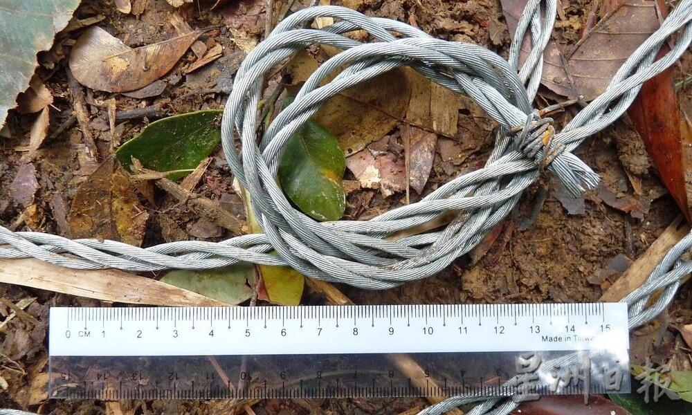 霹:26日见报/封底主文/柏隆皇家森林秘境探幽─完结篇︱保护老虎你我有责