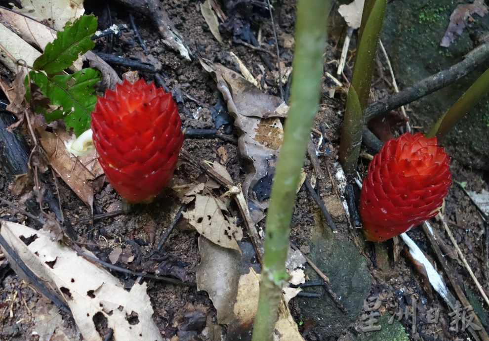 霹:26日见报/封底主文/柏隆皇家森林秘境探幽─完结篇︱保护老虎你我有责