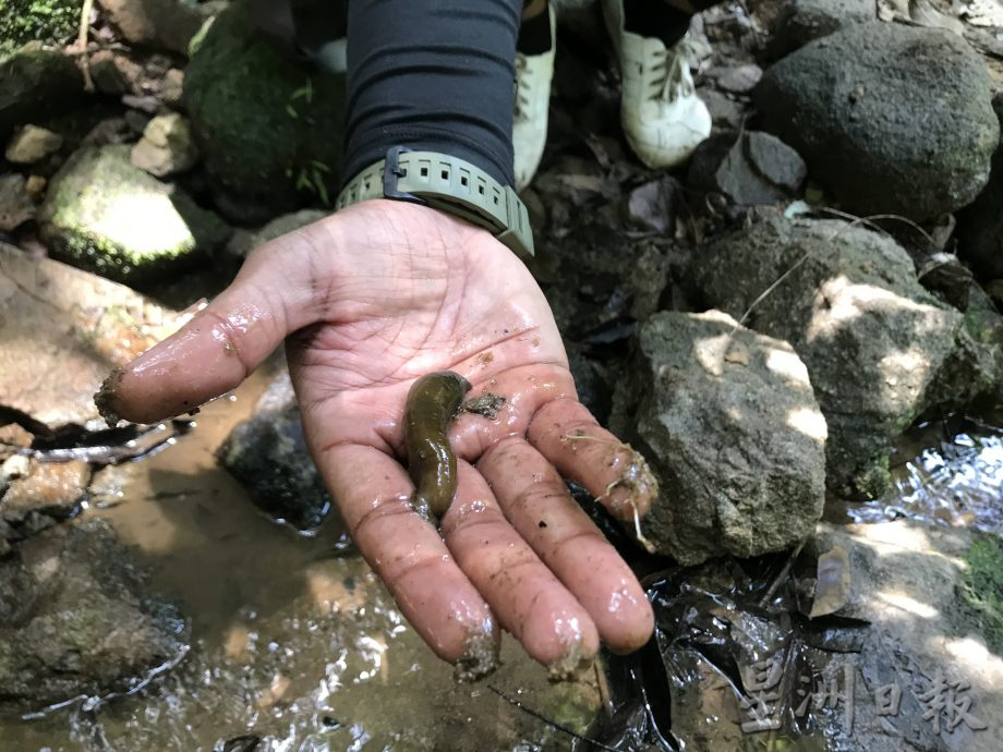 霹:26日见报/封底主文/柏隆皇家森林秘境探幽─完结篇︱保护老虎你我有责