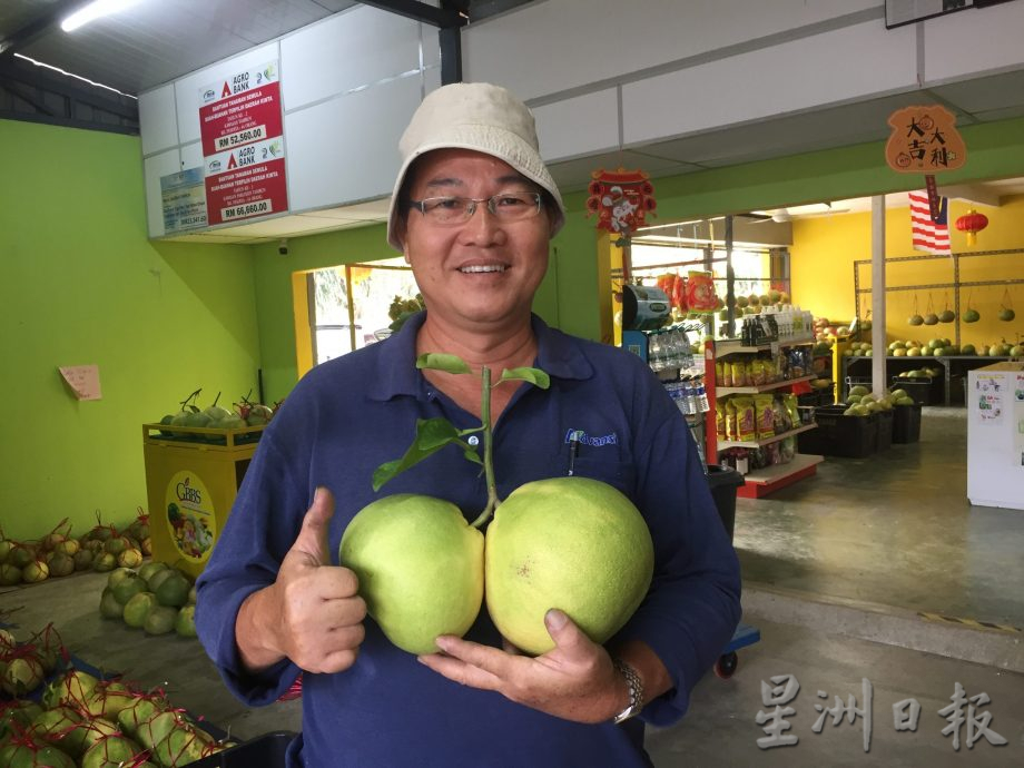 霹:封面主文/气候不稳柚子产量剧减一半 业者忧供不应求