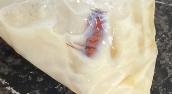 顾客打包饮料出现“小强”店家拒退款中罚单