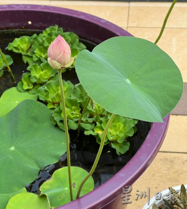 （古城封底主文）【带你去找爱】：年花疗愈的爱