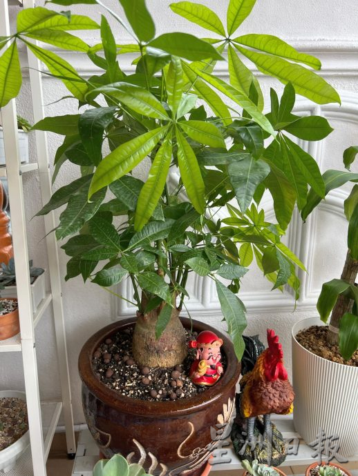 （古城封底主文）【带你去找爱】：年花疗愈的爱