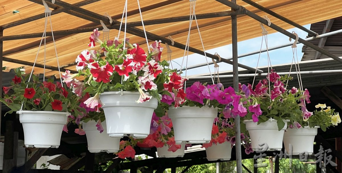 （古城封底主文）【带你去找爱】：年花疗愈的爱