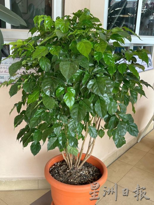 （古城封底主文）【带你去找爱】：年花疗愈的爱