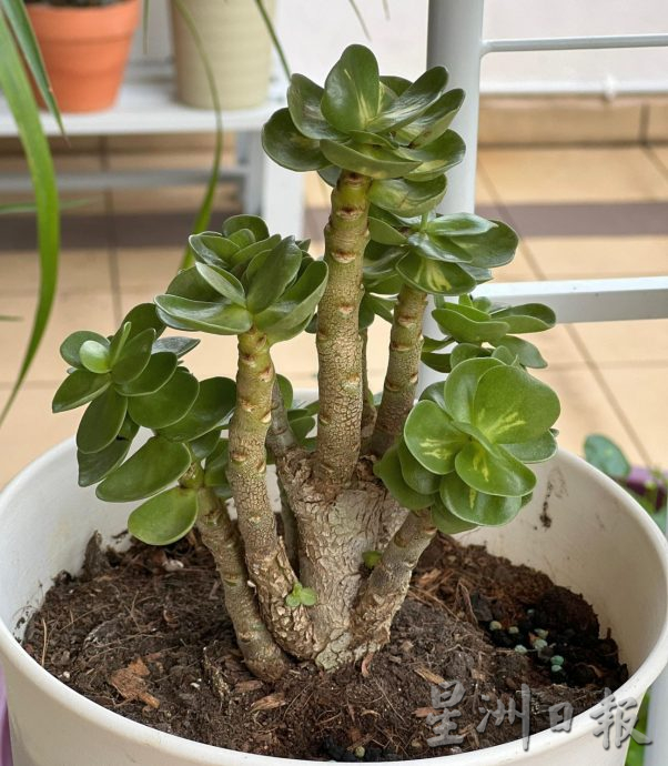 （古城封底主文）【带你去找爱】：年花疗愈的爱