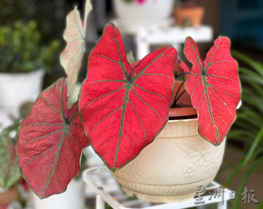 （古城封底主文）【带你去找爱】：年花疗愈的爱