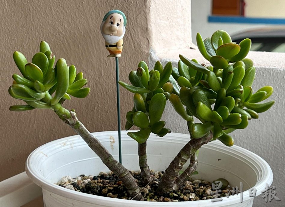 （古城封底主文）【带你去找爱】：年花疗愈的爱