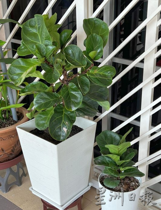 （古城封底主文）【带你去找爱】：年花疗愈的爱