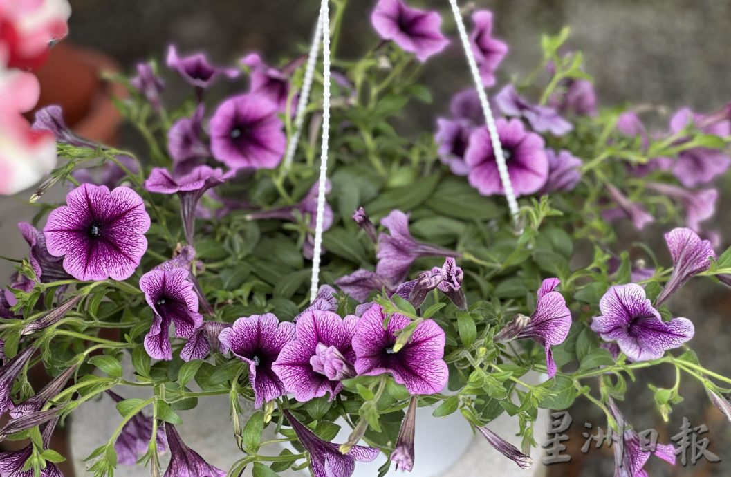 （古城封底主文）【带你去找爱】：年花疗愈的爱