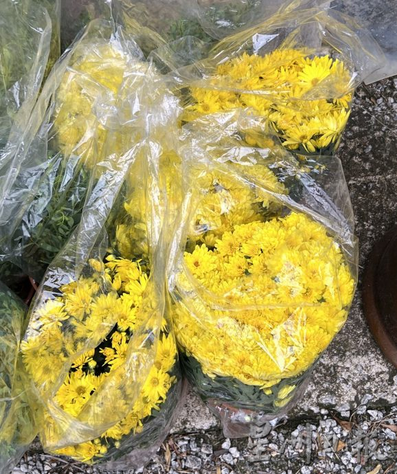 （古城封底主文）【带你去找爱】：年花疗愈的爱