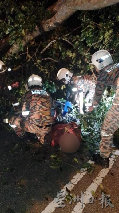 (古城版)树倒砸中男子,树木卡着消拯局成功救出