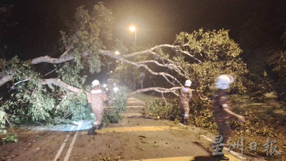 (古城版)树倒砸中男子,树木卡着消拯局成功救出