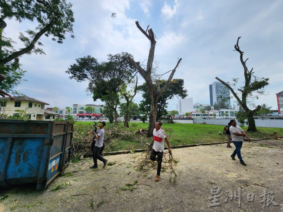 (古城第二版主文)哥打拉沙马那乌达玛公寓12棵树木耗时一星期砍伐,解决鸦患问题