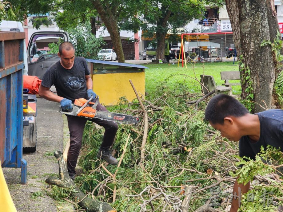 (古城第二版主文)哥打拉沙马那乌达玛公寓12棵树木耗时一星期砍伐,解决鸦患问题