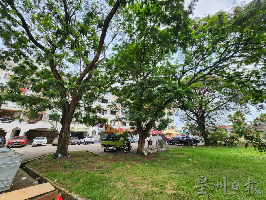 (古城第二版主文)哥打拉沙马那乌达玛公寓12棵树木耗时一星期砍伐,解决鸦患问题