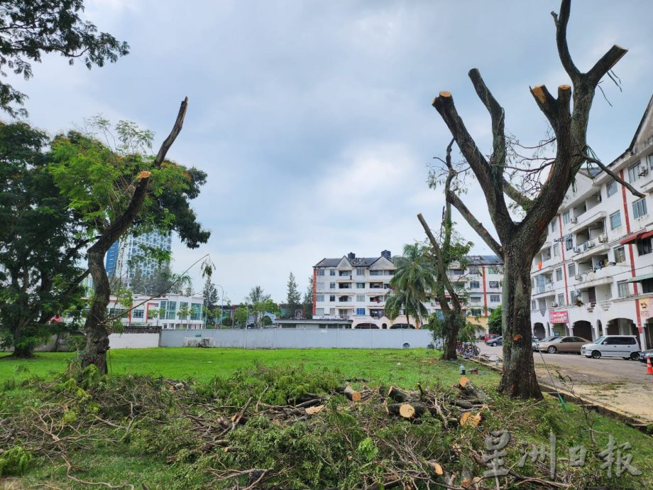 (古城第二版主文)哥打拉沙马那乌达玛公寓12棵树木耗时一星期砍伐,解决鸦患问题