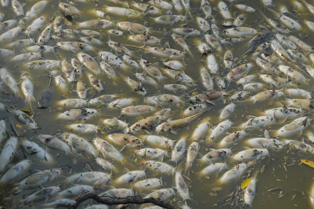 （大北马）打昔土虱成鱼被人投毒