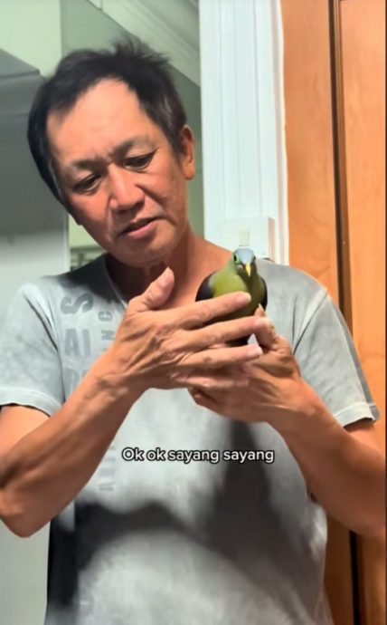 (已签发)柔:狮城二三事:彩鸽受伤躺路中遇好心送餐员 被带回家细心照顾