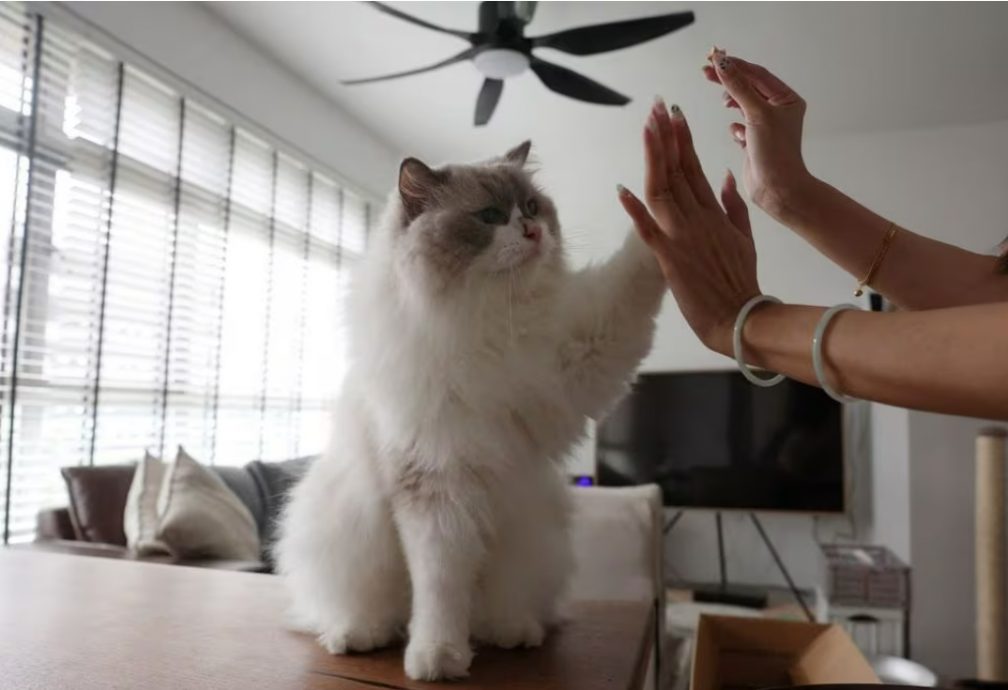 (已签发)柔:狮城二三事:新加坡拟解禁组屋养猫 爱猫人士表示欢迎