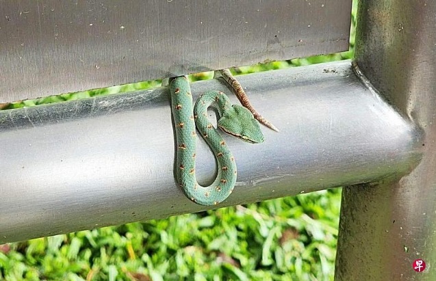 (已签发)柔:狮城二三事:男子带小孩下楼玩耍 惊见健身处现毒蛇