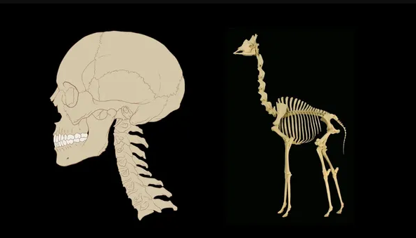 (求真)长颈鹿的颈椎骨数量和人类相同?没错