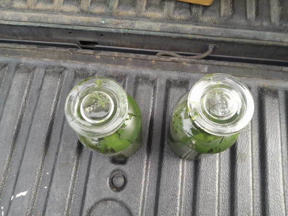 NS芙蓉/又一宗毒废料弃油棕园