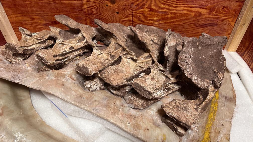 2024年“中国第一龙”正式命名 “腔尾赣地巨龙”！