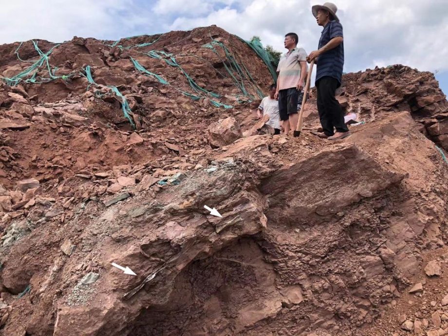 2024年“中国第一龙”正式命名 “腔尾赣地巨龙”！