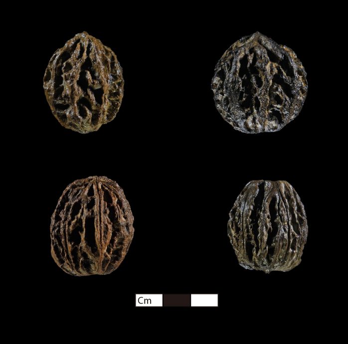 5到7万年前考古遗址出土 归功暴雨洪水冲垮河岸