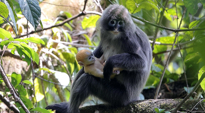 Yunnan villagers make the most of monkey business