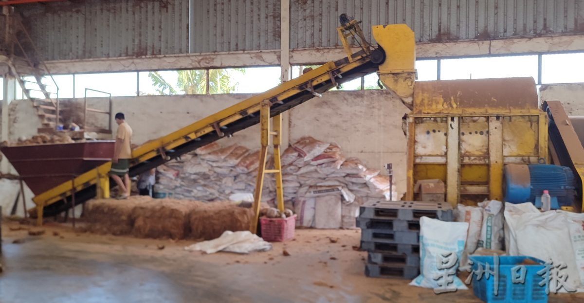 ★2月26日刊登／大霹雳封底主文／【农的传人】／一香椰五种产品 椰子物尽其用  