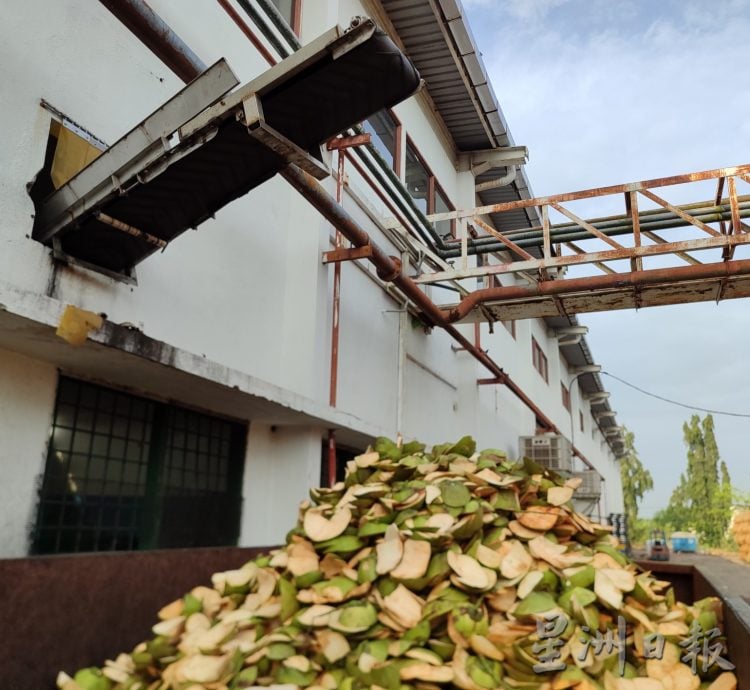 ★2月26日刊登／大霹雳封底主文／【农的传人】／一香椰五种产品 椰子物尽其用  