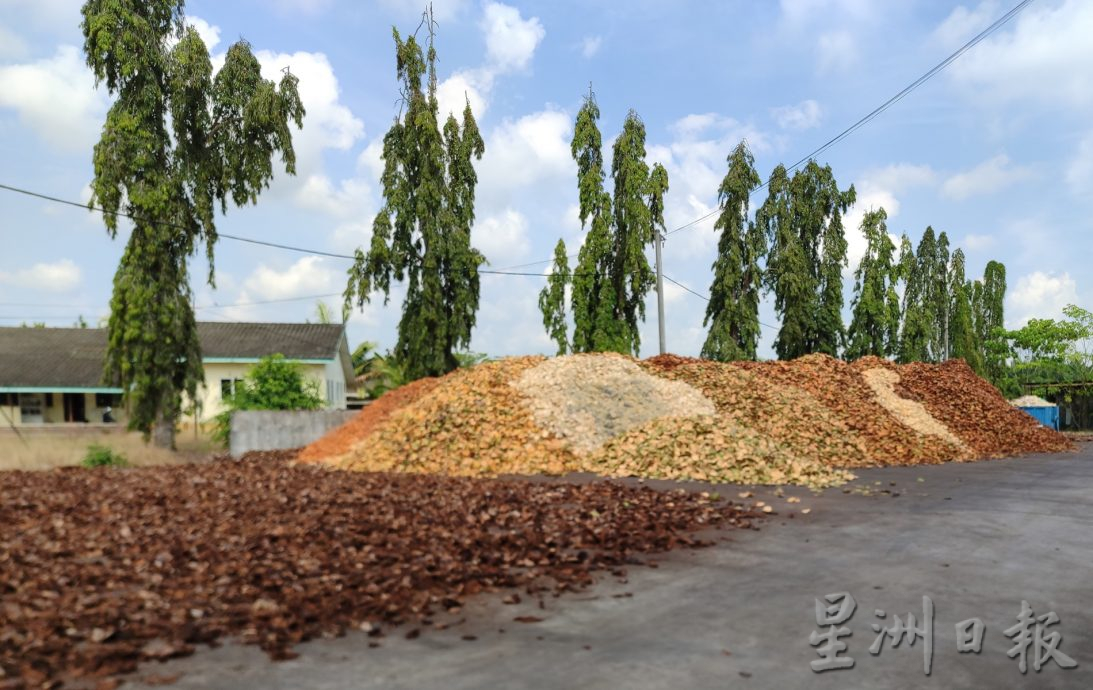 ★2月26日刊登／大霹雳封底主文／【农的传人】／一香椰五种产品 椰子物尽其用  