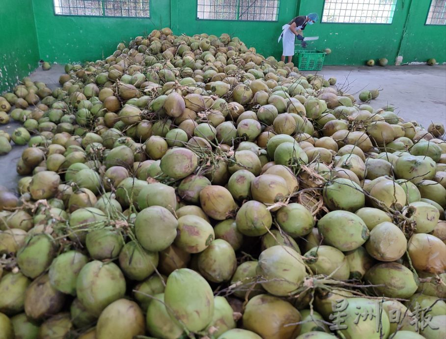 ★2月26日刊登／大霹雳封底主文／【农的传人】／一香椰五种产品 椰子物尽其用  