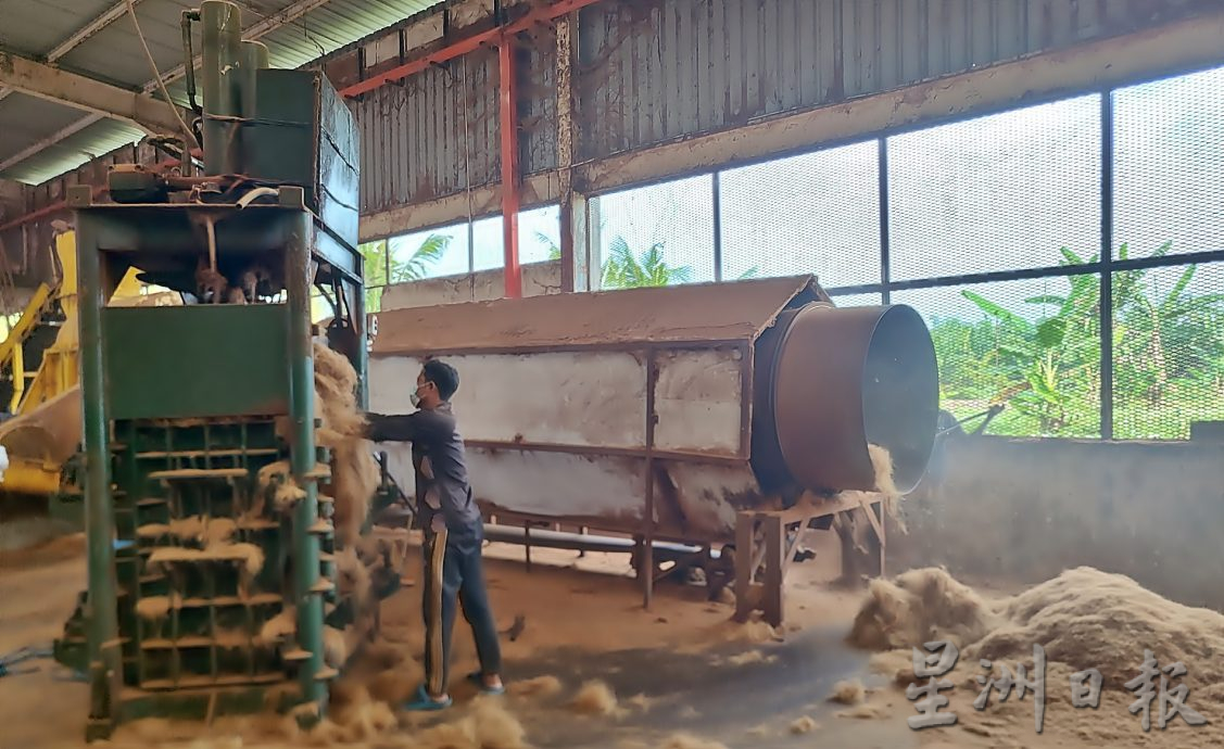 ★2月26日刊登／大霹雳封底主文／【农的传人】／一香椰五种产品 椰子物尽其用  