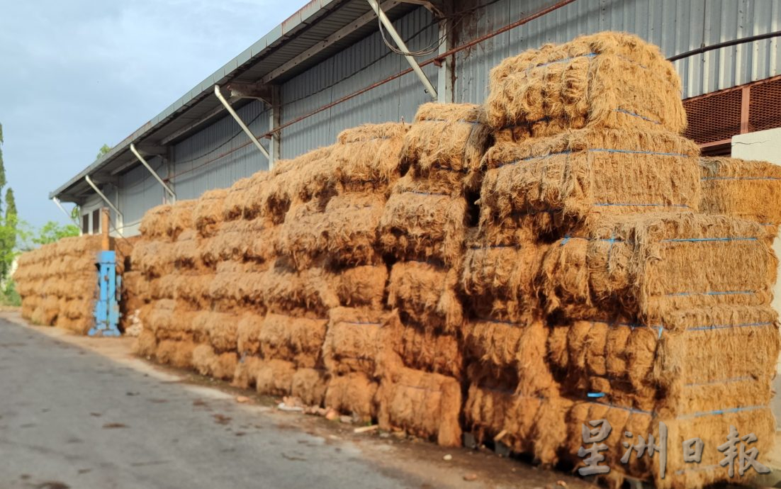 ★2月26日刊登／大霹雳封底主文／【农的传人】／一香椰五种产品 椰子物尽其用  