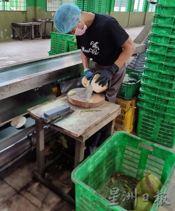 ★2月26日刊登／大霹雳封底主文／【农的传人】／一香椰五种产品 椰子物尽其用  