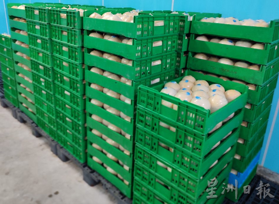 ★2月26日刊登／大霹雳封底主文／【农的传人】／一香椰五种产品 椰子物尽其用  