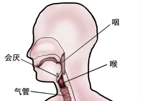 “像有人掐脖子”中近期高发「急性会厌炎」严重时会「瞬间窒息」